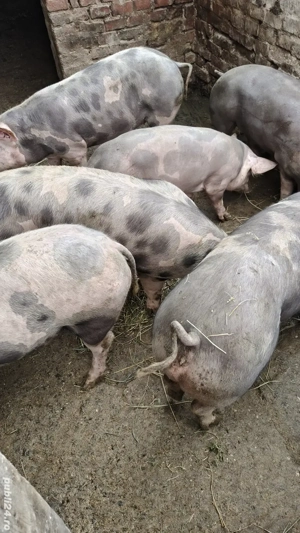 porci pietrain de vanzare  - imagine 4