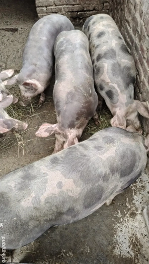 porci pietrain de vanzare  - imagine 2