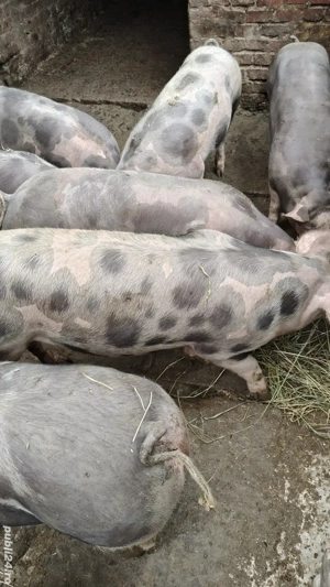 porci pietrain de vanzare  - imagine 5
