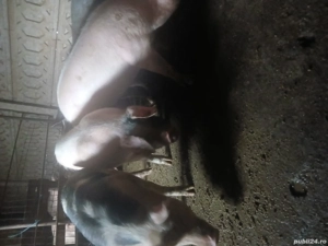 porci de vânzare  - imagine 2