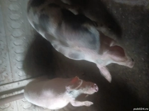 porci de vânzare  - imagine 3