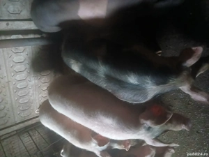 porci de vânzare  - imagine 4