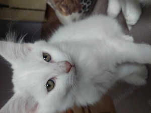 Pisică angora turcească  - imagine 2