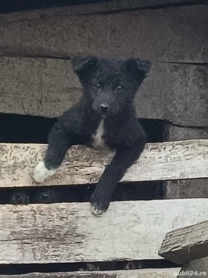 Catei de intors Mudi  - imagine 2