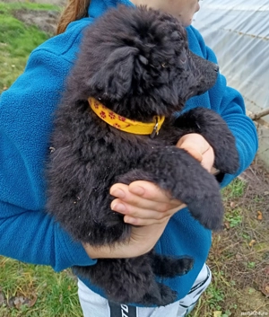 Catei de intors Mudi  - imagine 4