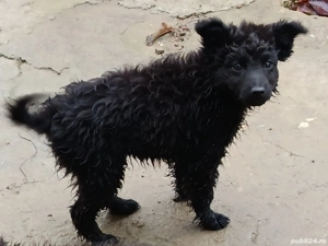 Catei de intors Mudi 