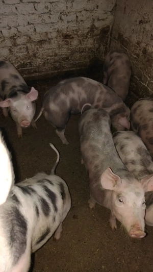 purcei pietrain de vanzare - imagine 2