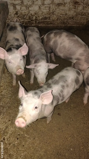 purcei pietrain de vanzare - imagine 4