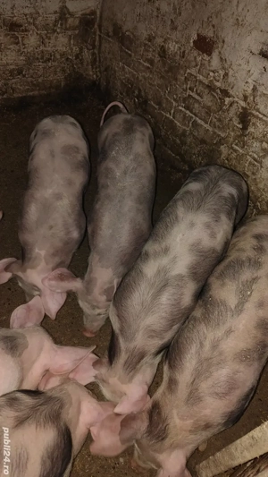 purcei pietrain de vanzare - imagine 5