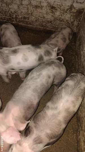 purcei pietrain de vanzare - imagine 3