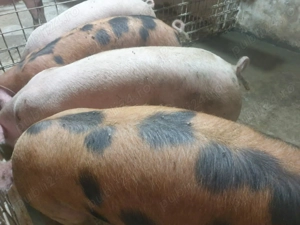 Porci grasi 110 pana la 300 kg