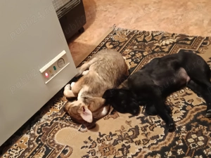 Donez 2 catei - imagine 2