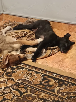 Donez 2 catei - imagine 3