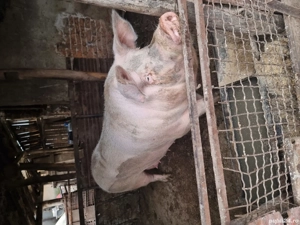 Vând purcea - imagine 2