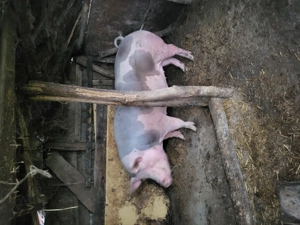 De vanzare porc de tara la 16lei kg! - imagine 3