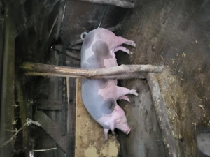 De vanzare porc de tara la 16lei kg!