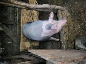 De vanzare porc de tara la 16lei kg! - imagine 4