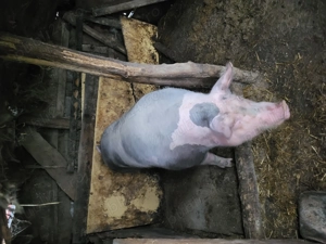 De vanzare porc de tara la 16lei kg! - imagine 2