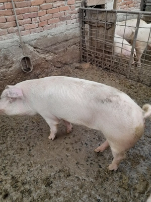 Vand porci de tăiat  - imagine 3