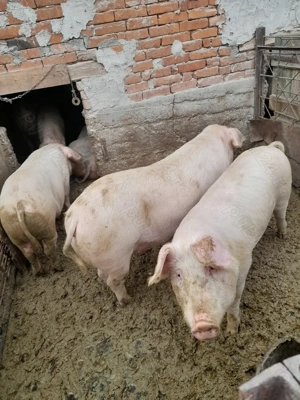 Vand porci de tăiat  - imagine 2