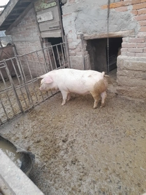 Vand porci de tăiat  - imagine 4