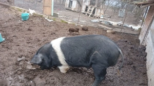 Vier Bazna - imagine 2