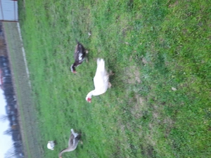 Ratoi românești și lesesti, mai multe detalii în privat.  - imagine 2