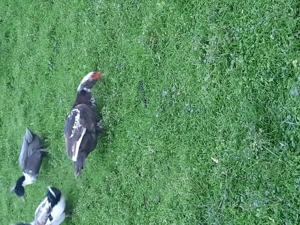 Ratoi românești și lesesti, mai multe detalii în privat. 