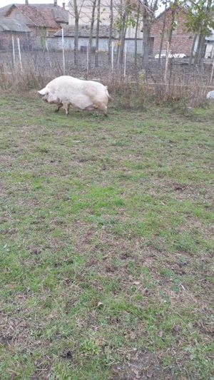 Scroafa gestanta - imagine 5