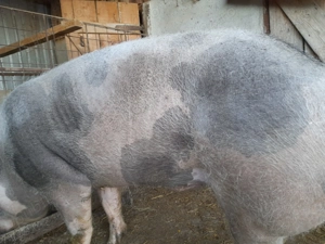 Porc de vanzare - imagine 3
