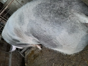 Porc de vanzare - imagine 2