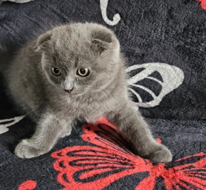 Pisicuta scottish fold blue - imagine 3