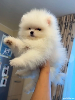 pomeranian superb poze reale 