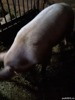 Vand Porc 170-180 kg Marele Alb - imagine 2