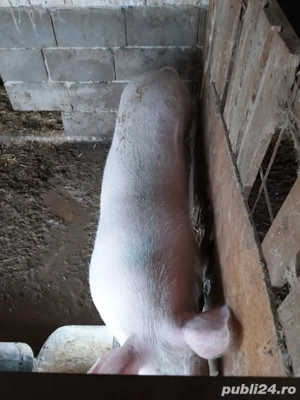 purcea gestanta - imagine 2