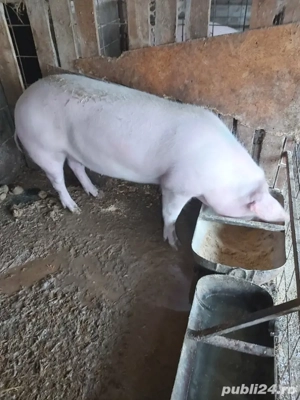 purcea gestanta - imagine 3