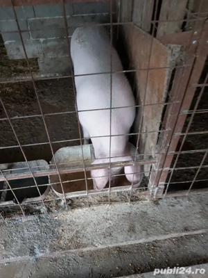 purcea gestanta - imagine 4