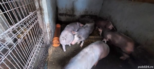 Porci de vanzare - imagine 3