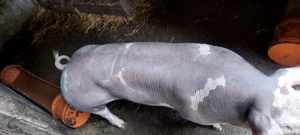 Scrofite pentru prasila - imagine 2