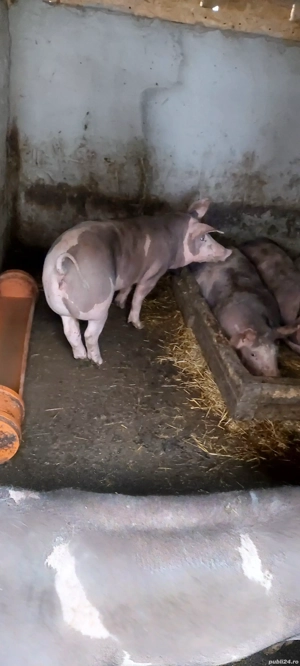 Scrofite pentru prasila - imagine 5