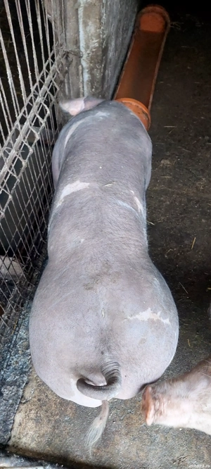 Scrofite pentru prasila