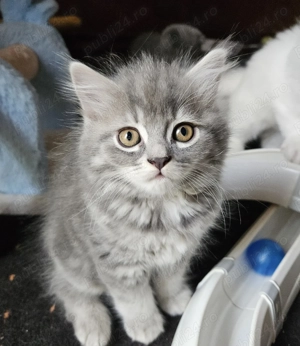 Pisoias Highland Straight Silver Tabby - imagine 2
