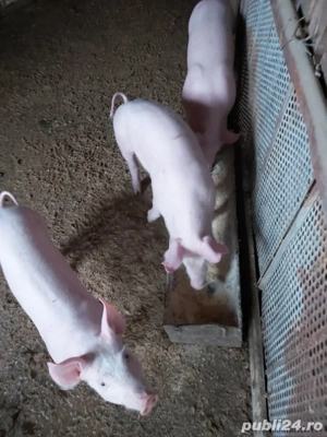 purcei de vanzare