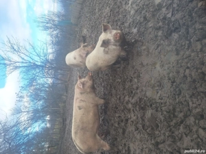 porci de vinzare 