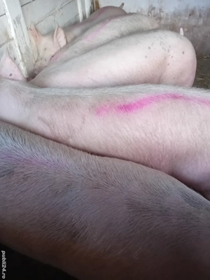 porci rasă pik 140 -200 kg - imagine 3