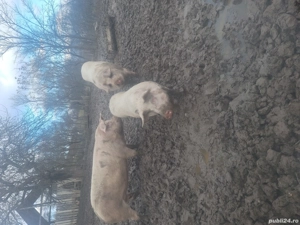 porci de vinzare  - imagine 2