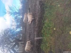 porci de vinzare  - imagine 3