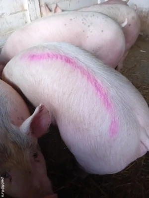 porci rasă pik 140 -200 kg - imagine 2