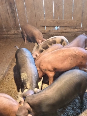 Șoldănei frumoși 14 săptămâni 