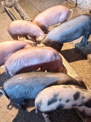 Șoldănei frumoși 14 săptămâni  - imagine 2